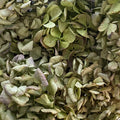 Hydrangea Homage